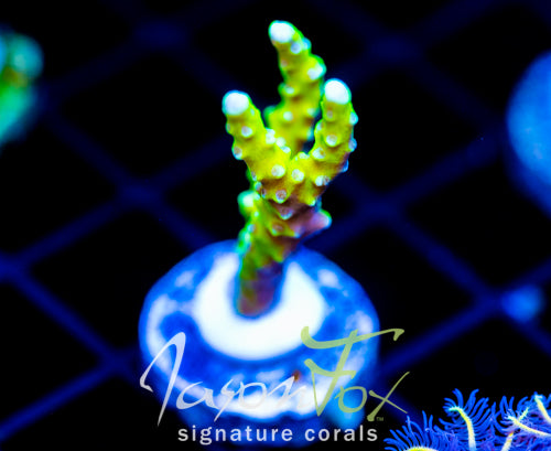 BR GREEN GOBLIN ANACROPORA
