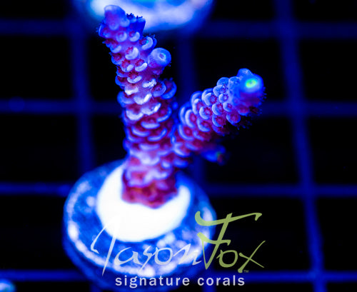 JF PAPA SMURF TENIUS
