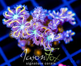 JF YELLOW INFUSED RAINBOW CLOVES COMBO