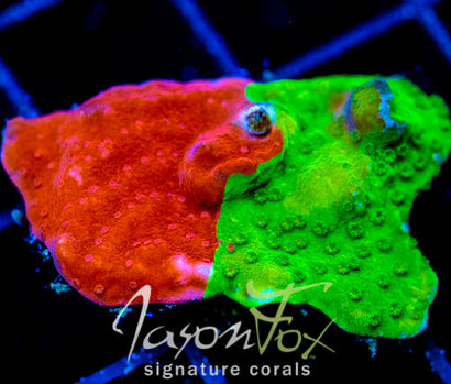 WWC GRAFTED TURBICULATA