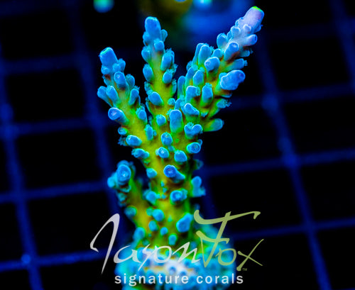 JF LEMONGRASS ACRO XXL FRAG