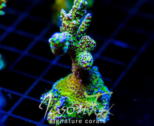 TUBS MONTI STELATTA 2" COLONY