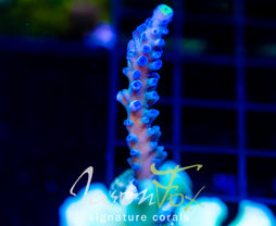 WWC YELLOW TIPS ACRO