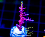 TYREE RED DRAGON ACRO