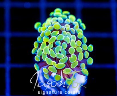 JF NEON NIGHTSHADE HAMMER