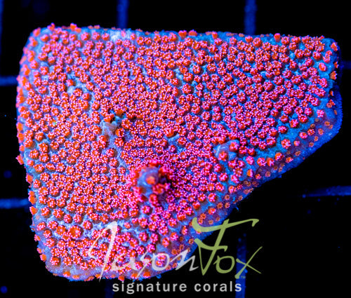 GB SEVEN HEAVENS MONTI XL FRAG