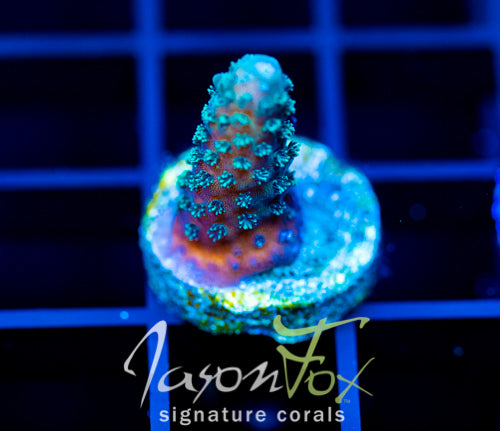 JF AUTUMN BLAZE ACRO