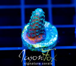 JF AUTUMN BLAZE ACRO