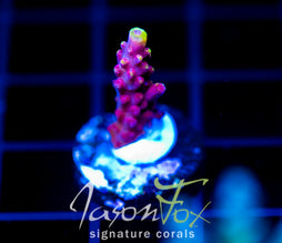 JF FOX FLAME ACRO
