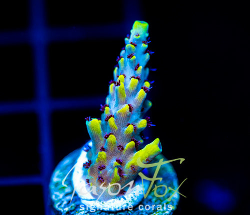 JF YELLOW BRICK ROAD ACRO
