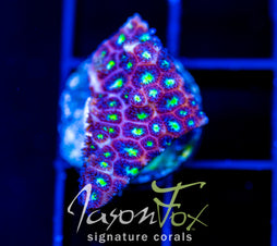 JF STARRY NIGHT LEPTASTREA