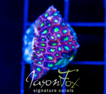 JF STARRY NIGHT LEPTASTREA