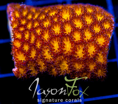 JF ORANGE PEEL LEPTASTREA