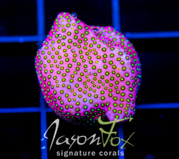 WWC ELECTRIC DAISY STYLO