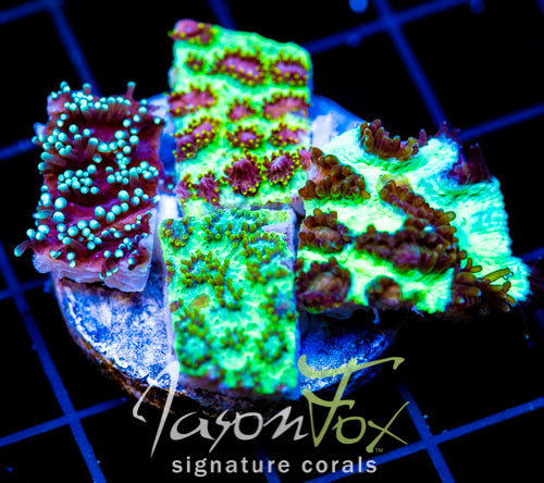 JF HYNOPHORA PLATTER