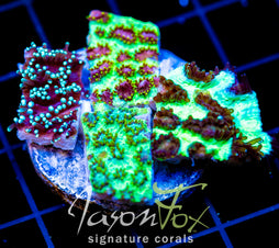 JF HYNOPHORA PLATTER