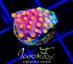 JF PARTY CRASHER CYPHASTREA