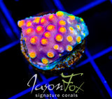 JF PARTY CRASHER CYPHASTREA