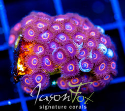 JF CRAZY EYES ZOAS