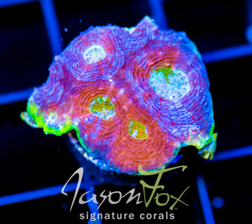JF SUNSET WATERMELON ECHINATA