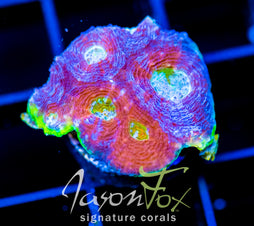 JF SUNSET WATERMELON ECHINATA