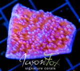 JF PURPLE CAP