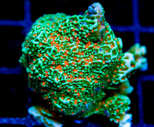 JF VOLCANIC ERUPTION MONTI