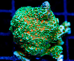 JF VOLCANIC ERUPTION MONTI