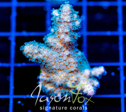 WYSIWYG – Jason Fox Signature Corals