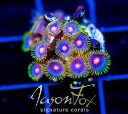 JF BIG BANG ZOA COMBO