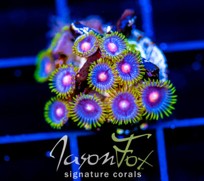 JF BIG BANG ZOA COMBO