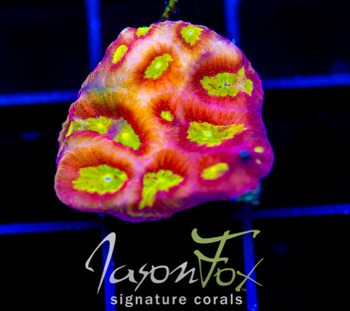 WWC BLOOD DIAMOND FAVIA