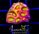 WWC BLOOD DIAMOND FAVIA