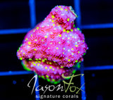 JF YELLOW FEVER MONTI