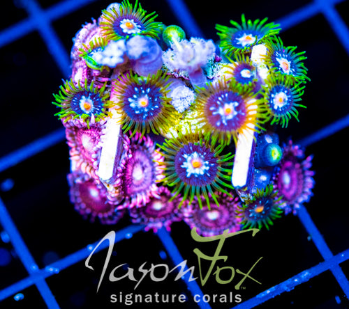 JF ZOA BOUQUET