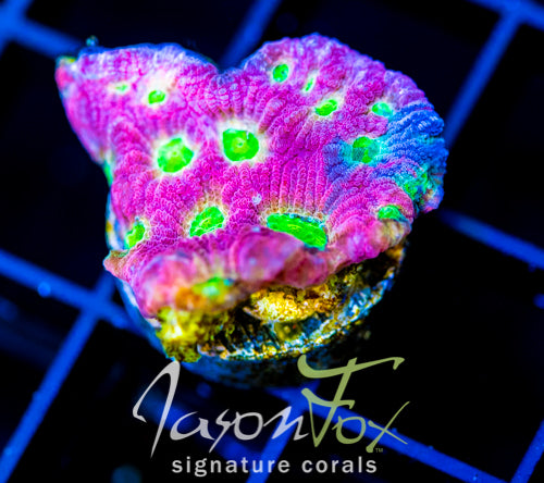 JF DAY GLO FAVIA