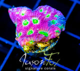 JF DAY GLO FAVIA