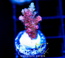 JF SOLAR FLARE MILLE
