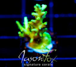 JF GREEN DRAGON ACRO