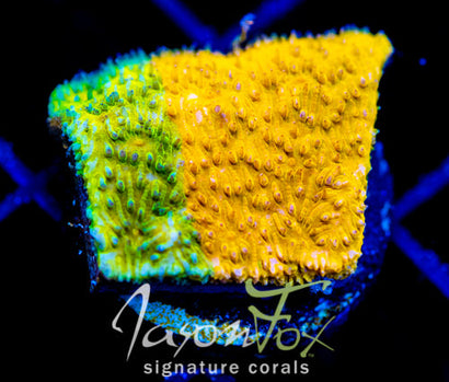 IJAM ECTO COOLER LITHO