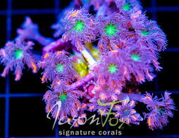 JF ORANGE INFUSED RAINBOW CLOVES COMBO XL FRAG