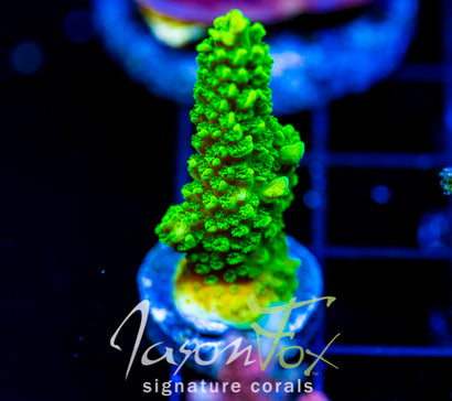 GREEN SLIMER ACRO