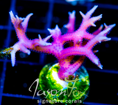 JF PINK FLAMINGO BN