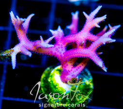 JF PINK FLAMINGO BN