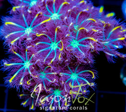 JF YELLOW INFUSED RAINBOW CLOVES COMBO XXL