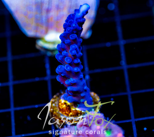 JF BLUE MONSTER TORT