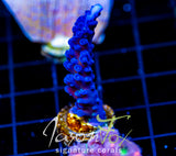 JF BLUE MONSTER TORT