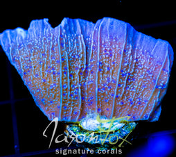 JF BLUE FLOWER MONTI CAP