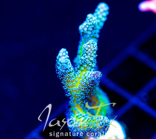 JF ENCHANTED FOREST BN
