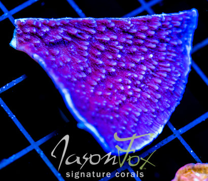 JF PURPLE CAP 2 INCH FRAG